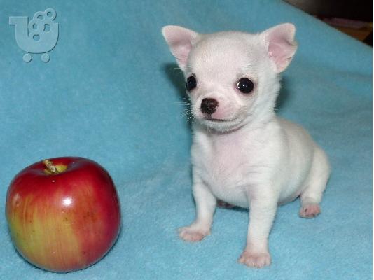 PoulaTo: Τσιουαουα τοϊ - Chihuahua toy