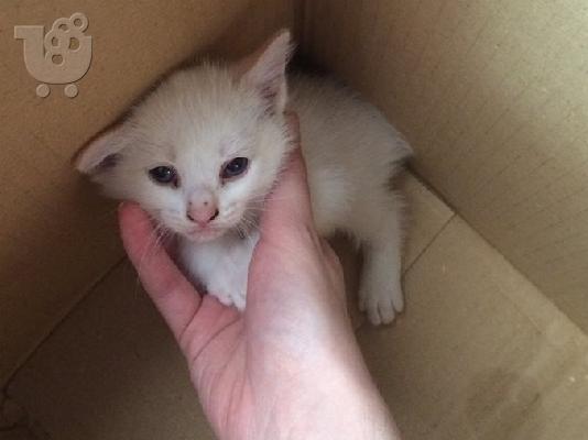PoulaTo: Χαρίζεται κατάλευκο γατάκι με μπλε μάτια