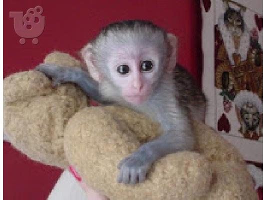 PoulaTo: μωρό Capuchin μαϊμού για 270 €