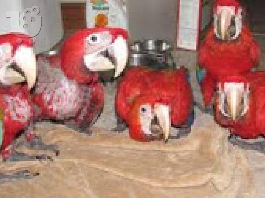 PoulaTo: μωρά κόκκινο παπαγάλο για 200 €