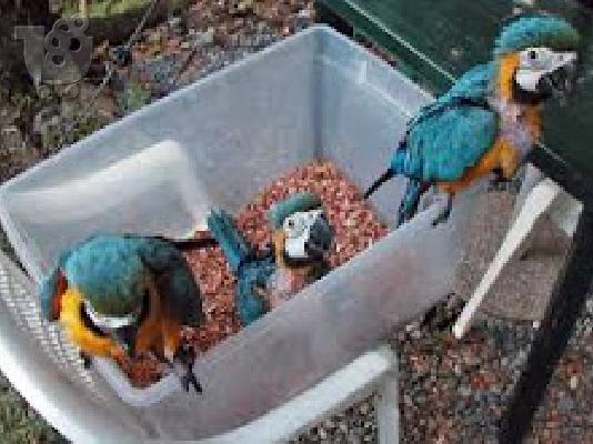 PoulaTo: όμορφα ζευγάρι παπαγάλοι macaw