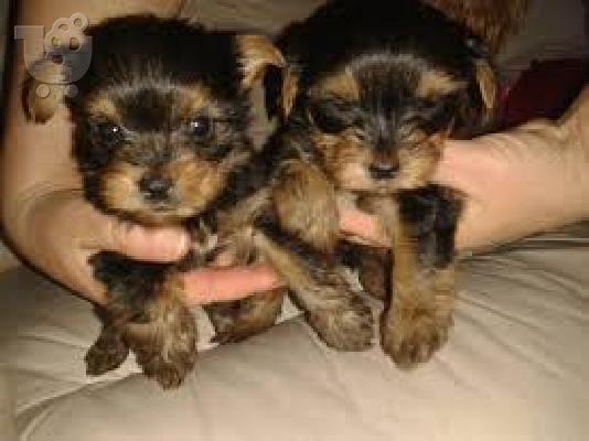 PoulaTo: AKC Yorkie Puppies
