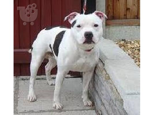 PoulaTo: Staffordshire Bull Terrier for  adoption Ελκχάουντ