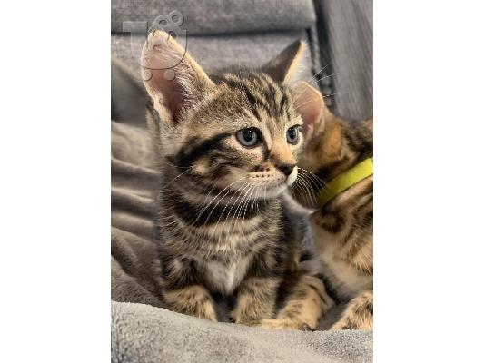 Bengal kitten for adoption and rehoming