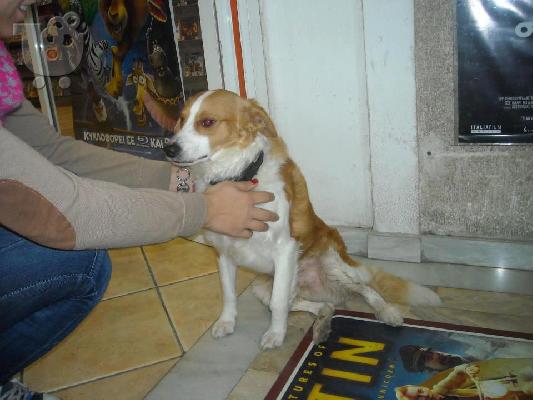 PoulaTo: Βρεθηκε κ χαριζεται μικροσωμο σκυλακι