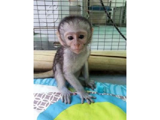 PoulaTo: διαθέσιμους πιθήκους καπουκίνης / capuchin monkeys