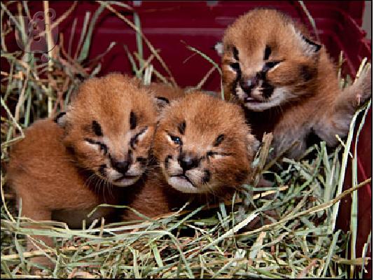 PoulaTo: Gorgeous Caracal γατάκια και κουτάβια Cheetah διαθέσιμα προς πώληση