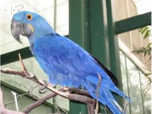 PoulaTo: (Hyacinth Macaws) ΜΑΚΑΩ ΥΑΚΙΝΘΟΣ παπαγάλοι