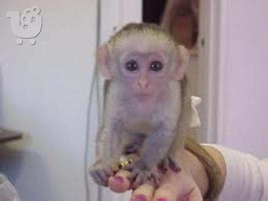 PoulaTo: Αξιολάτρευτος πίθηκος καπουτσίνος