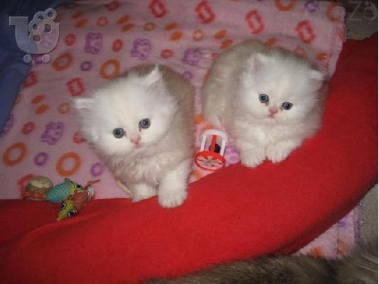 Περσικά γατάκια προς πώληση, Περσικά γατάκια προς πώληση...