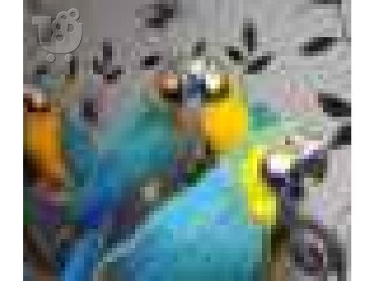 PoulaTo: όμορφοι παπαγάλοι μακώ για 199 €