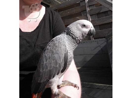 exciting african grey birds available