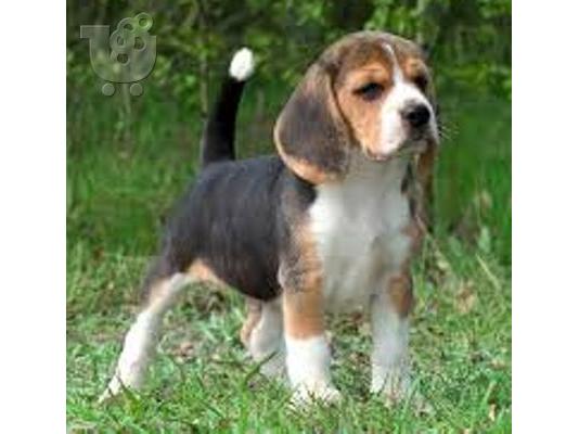 PoulaTo: Beagle καθαρόαιμα