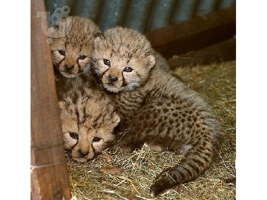 PoulaTo: Savannah και Tamed Cheetah Cubs προς πώληση.