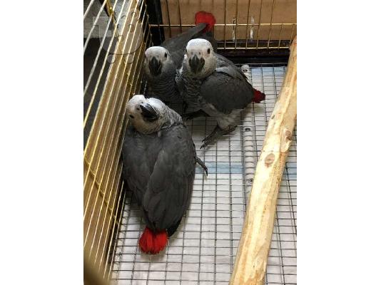 PoulaTo: exciting african grey birds available
