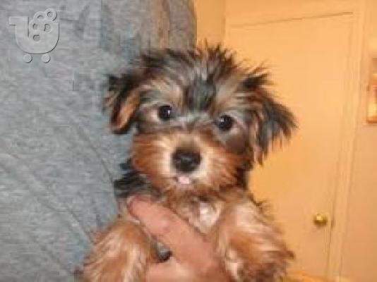 PoulaTo: Adorable yorkie puppies looking for good homes