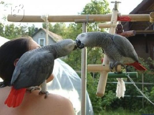 PoulaTo: Καλά εκπαιδευμένοι αξιολάτρευτο παπαγάλοι της Αφρικής Grey για καλά σπίτια.