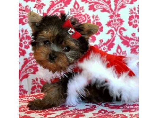 PoulaTo: Υπέροχο κουτάβι τεριέ Yorkshire Terrier