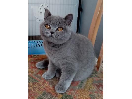 PoulaTo: Καταχωρήθηκε το όμορφο shorthair Kitten Gccf