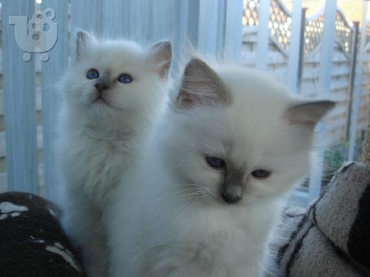 PoulaTo: Όμορφη Πλήρης γατάκια Γενεαλογικό Μπίρμαν