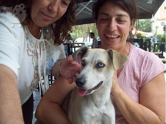 PoulaTo: H Blue μικροσωμη σκυλιτσα χαριζεται