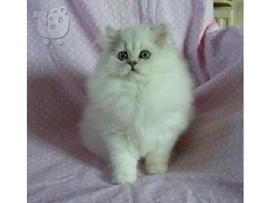 PoulaTo: Περσικά γατάκια μπλε και Colourpoints
