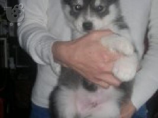 PoulaTo: AKC Siberian Husky Puppies CH Parents