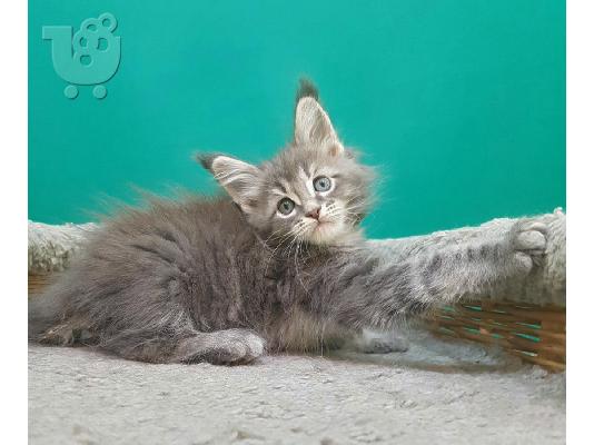 PoulaTo: Ποιότητα Maine Coon Kitten
