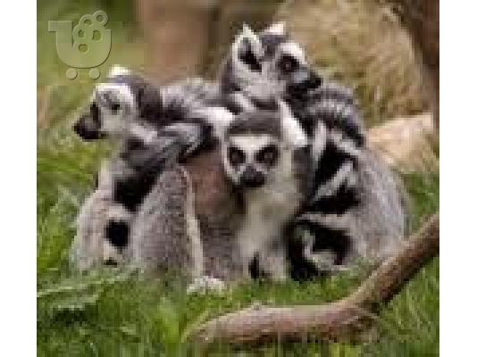 PoulaTo: μωρό lemur μαϊμού για 390 €