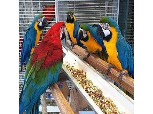 PoulaTo: Home Raised Parrots and Parrots Eggs for sale whatsapp me:+306973610648