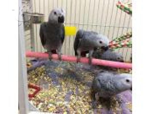 PoulaTo: African Grey Parrot are Ready for a new home