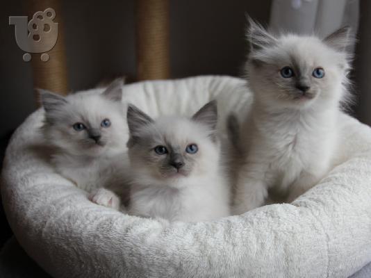 Ragdoll γατάκια: Εξαιρετικά λευκό και τριχωτό.