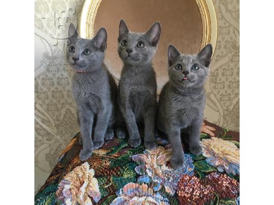 PoulaTo: Εγγεγραμμένα Russian Blue Kittens