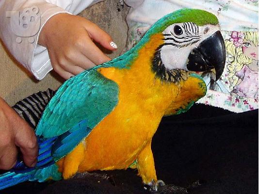 PoulaTo: γλυκό μπλε και χρυσό Macaw για μια μόνιμη οικογένεια