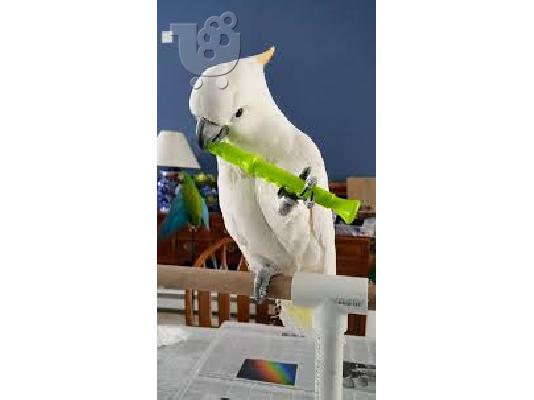 Όμορφο παπαγάλο cockatoo για 200 €