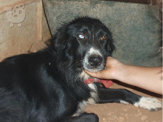 Χαθηκε σκυλιτσα στο Περαμα