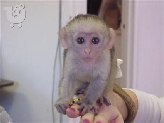 PoulaTo: Τα μωρά Σκιουροπιθηκός μαϊμού για