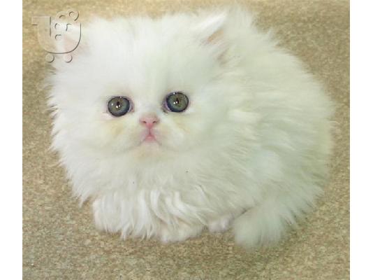 PoulaTo: Λευκό περσικά γατάκια προς πώληση
