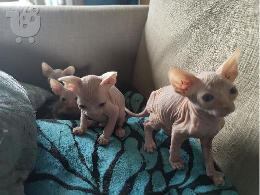 PoulaTo: 4 όμορφα γατάκια Sphinx διαθέσιμα 3 κορίτσια