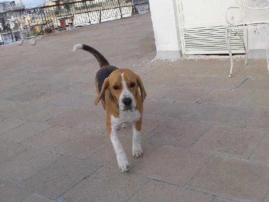 PoulaTo: Πώληση Καθαρόαιμο Beagle