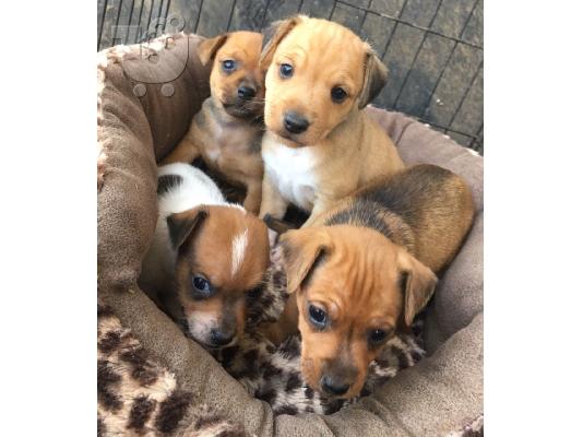 PoulaTo: Jack Russell terrier puppy for sale