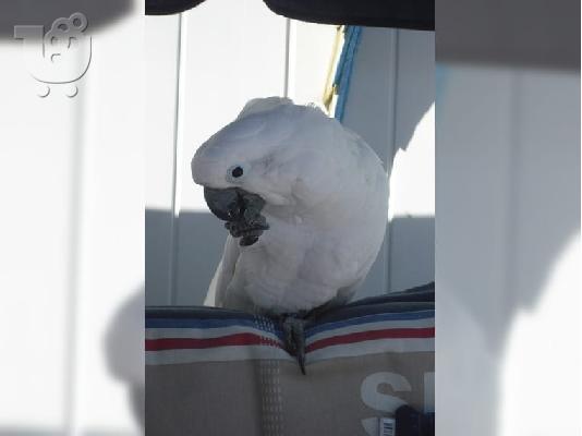 PoulaTo: Ομπρέλα παπαγάλοι Cockatoo