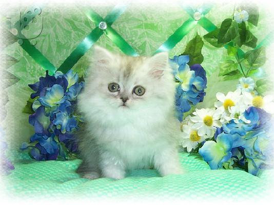 PoulaTo: Υπέροχη Γλυκιά γατάκια περσικά.
