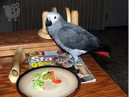PoulaTo: congo african grey parrot for 150€