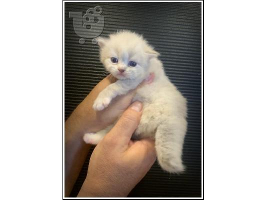 PoulaTo: Siberian kitten for Adoption