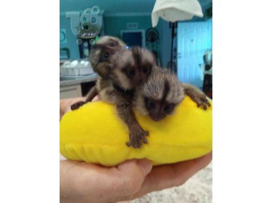 PoulaTo: Finger Baby Marmoset Μαϊμούδες Διατίθενται τώρα