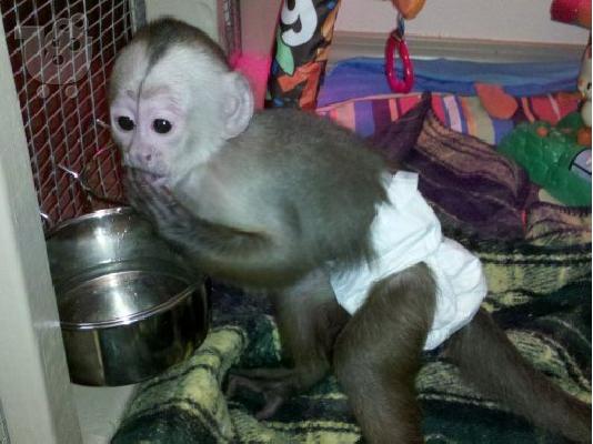 PoulaTo: μωρό capuchin μωρό για 250 €