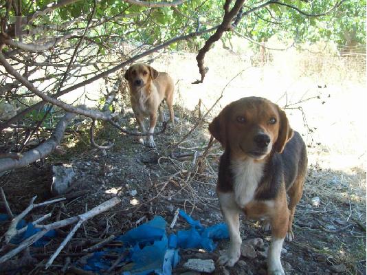 PoulaTo: Μικροσωμα σκυλακια αναζητουν οικογενειες