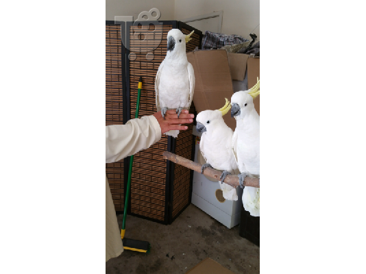 PoulaTo: Αξιολάτρευτο Ψιττακού Παπαγάλοι