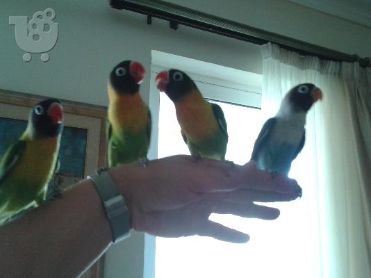 PoulaTo: Πωλούνται Love Birds Masked 2 μηνων Ταισμένα στο Χέρι